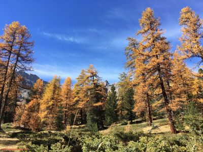 Les mélèzes en automne