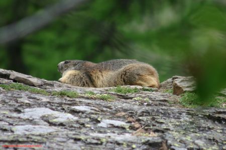 Une marmotte