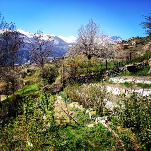 Un des potagers