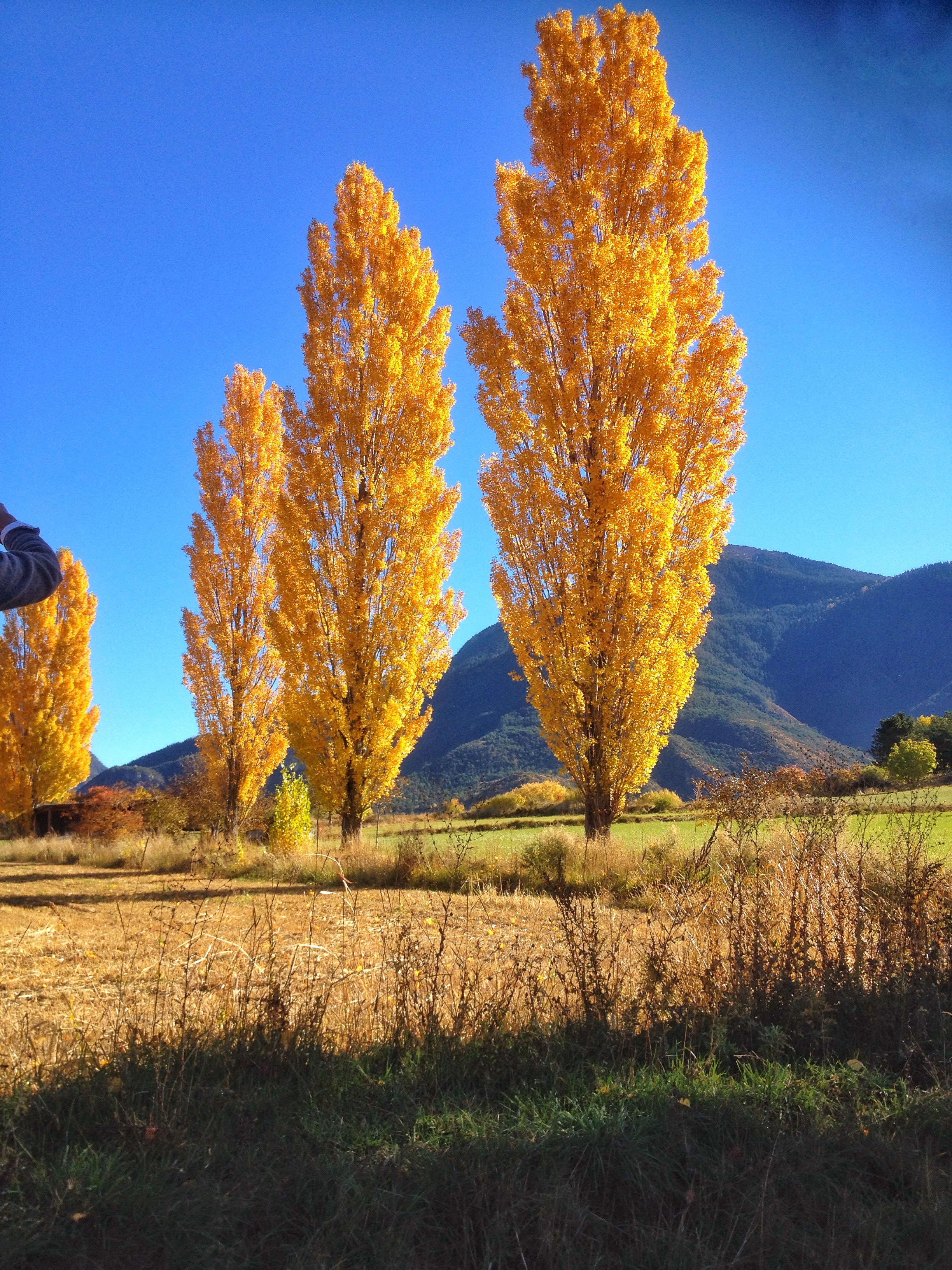 Couleurs d'automne sur le plateau de Guillestre