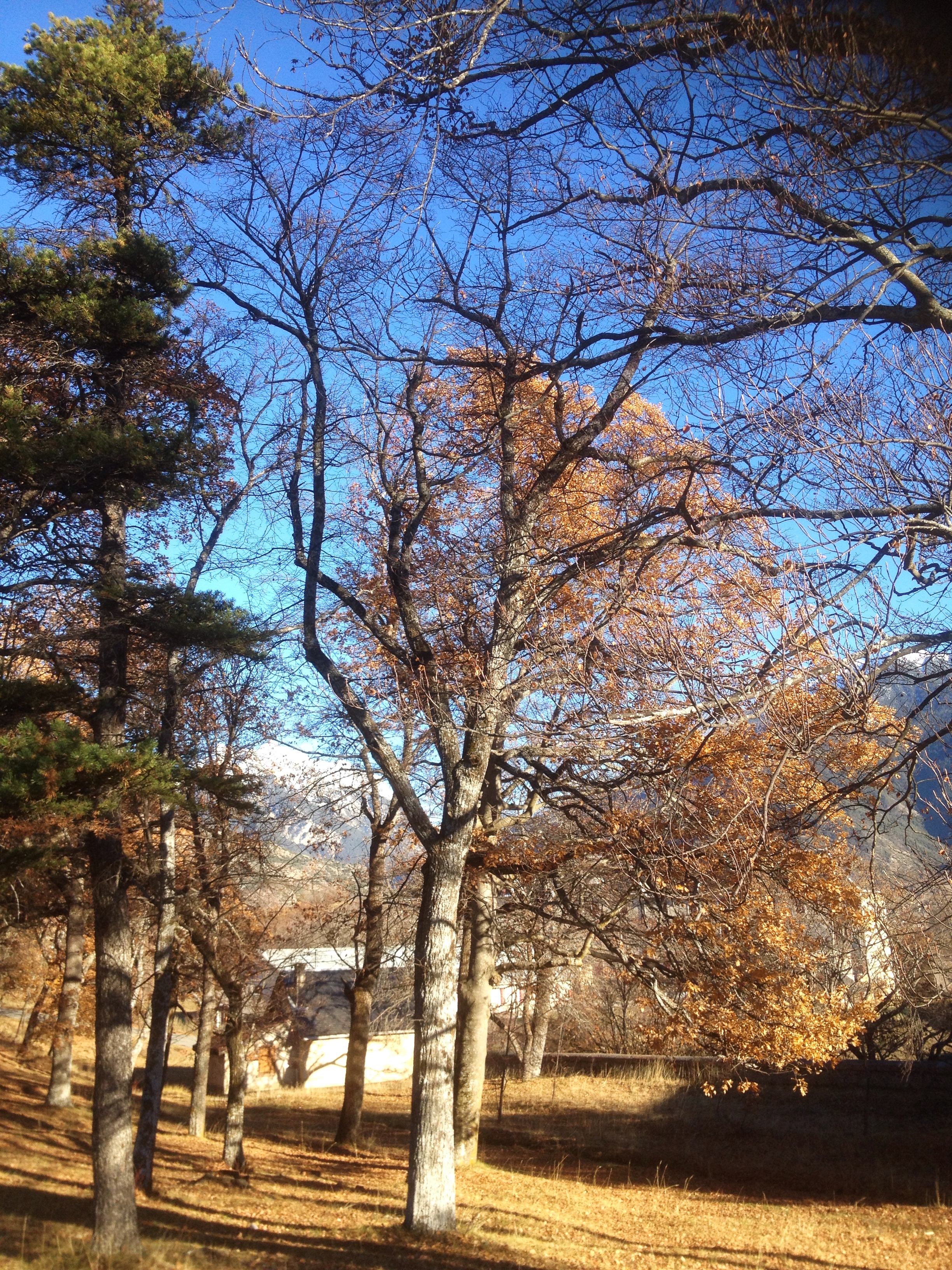 La plantation en fin d'automne