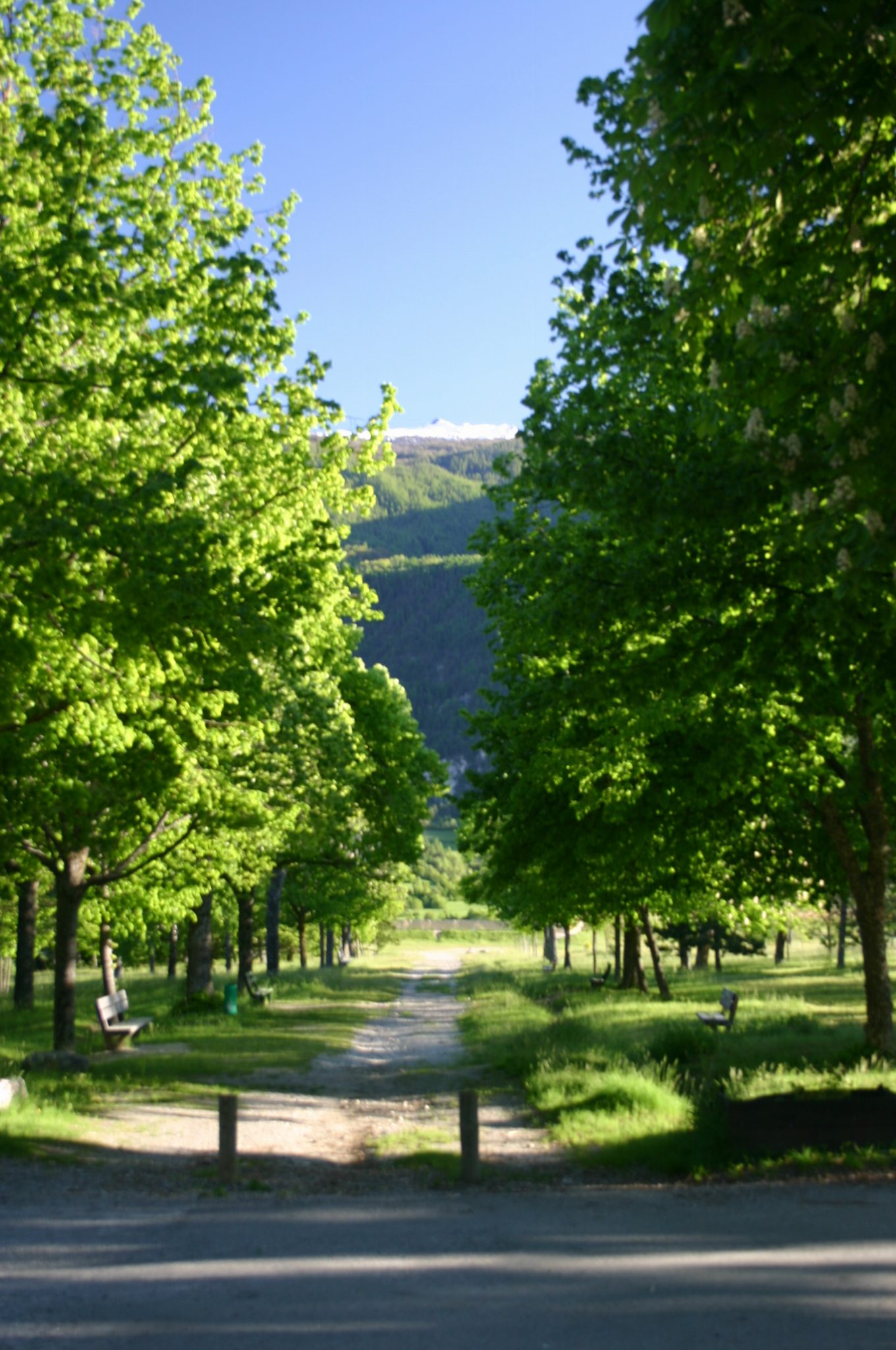 La plantation au printemps