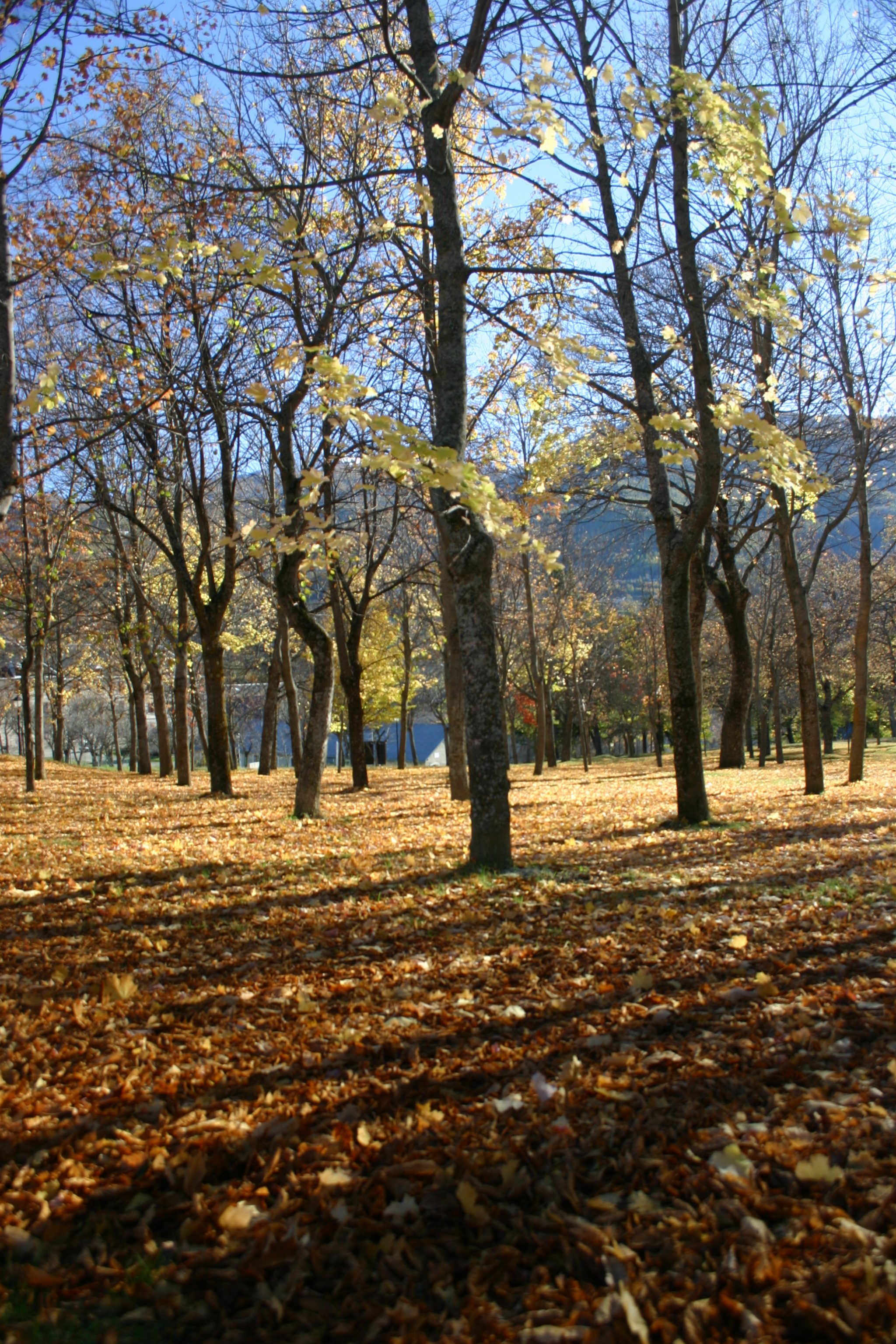 La plantation en automne