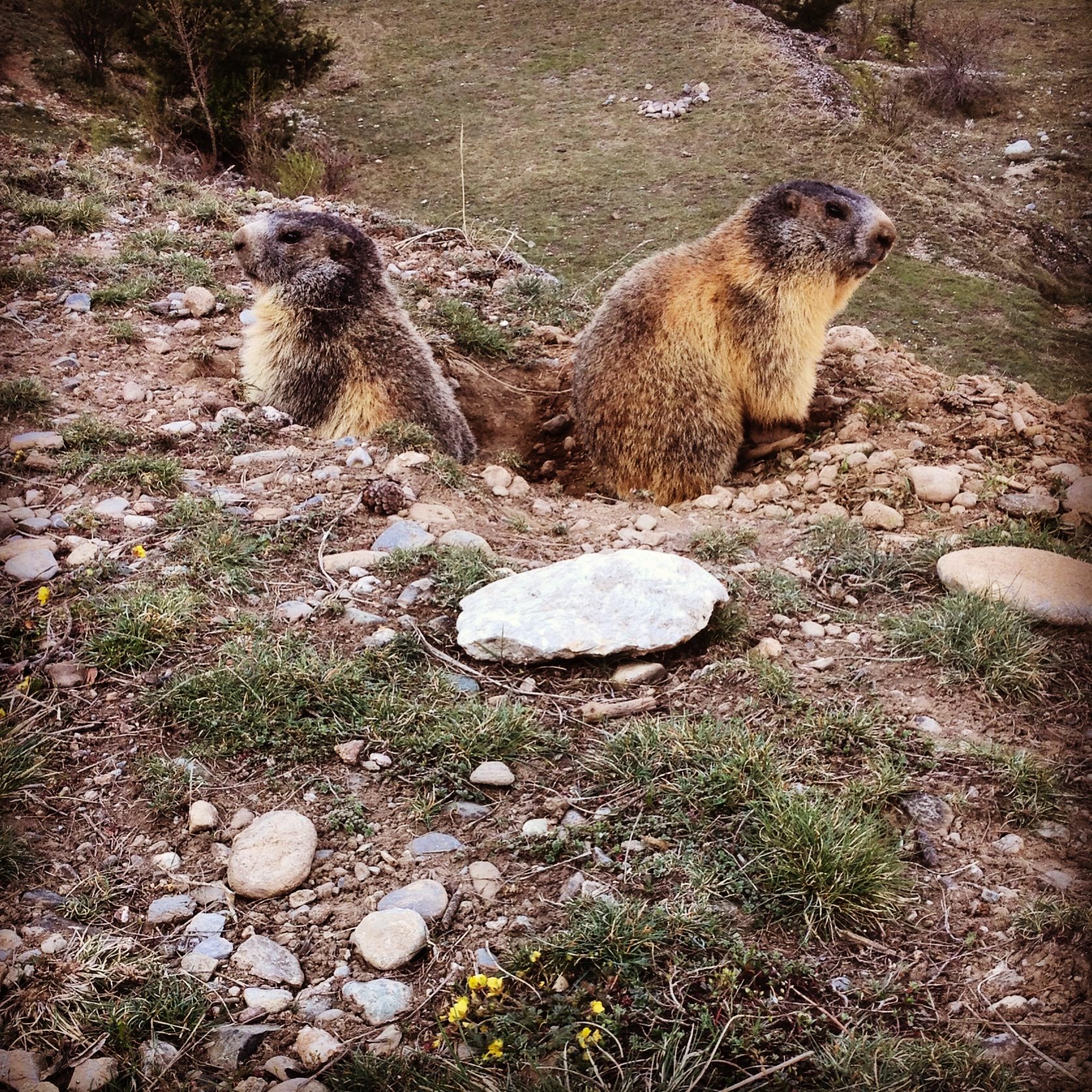 Les marmottes