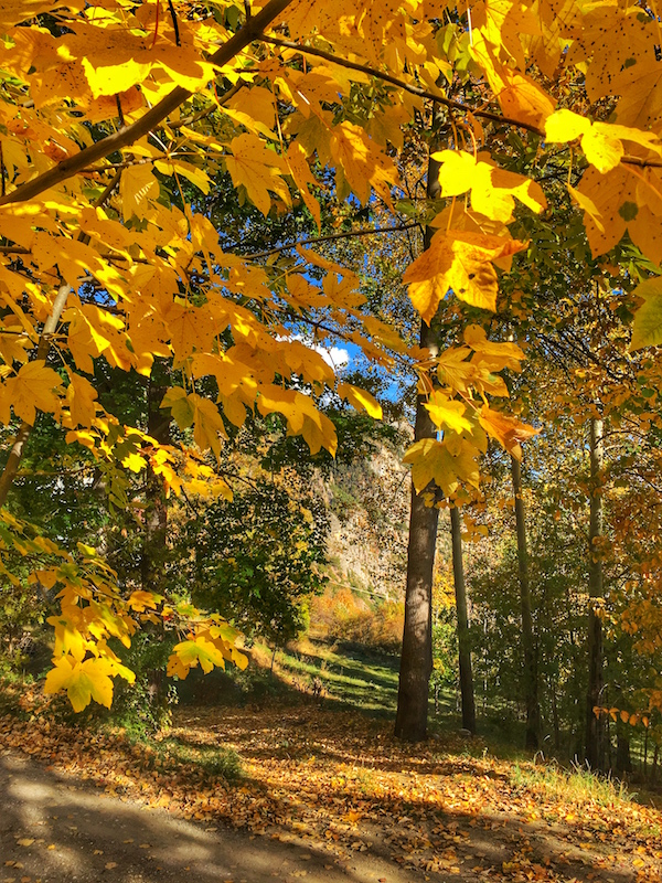 Autumn colors