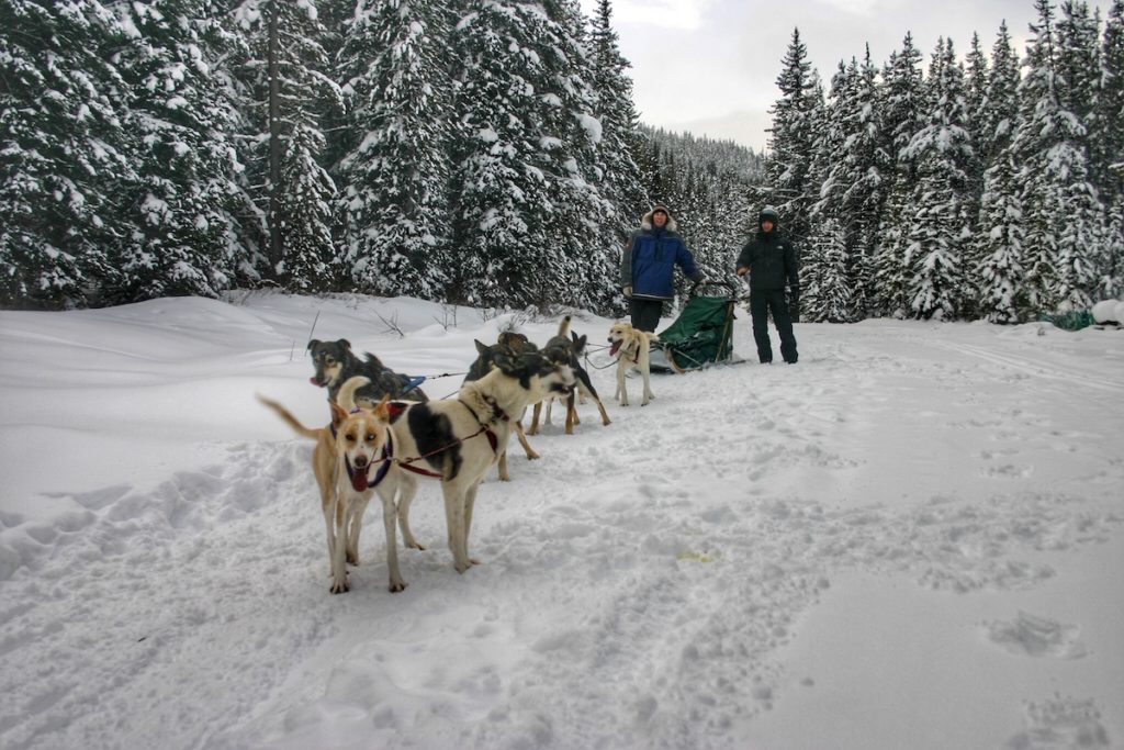 Chien de traineau